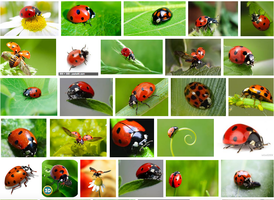 grid of ladybugs
