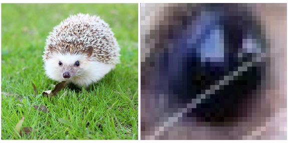 hegehog and close-up eye